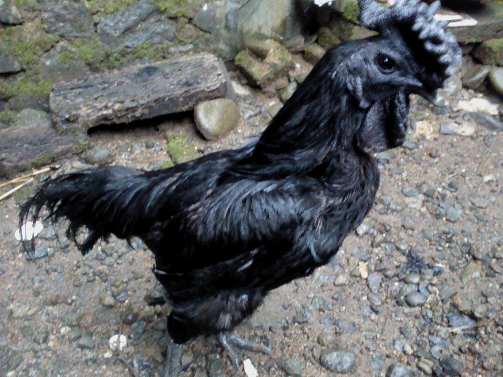 Как называется черная курица. Аям Цемани порода кур. Петух Аям Цемани. Черный петух Аям Цемани. Курица породы Аям Цемани.